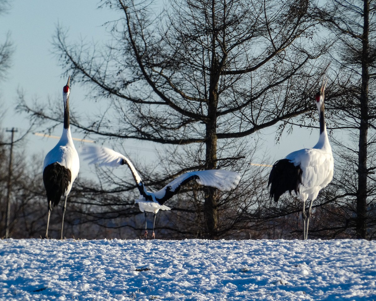 Журавель японський - ML647437153
