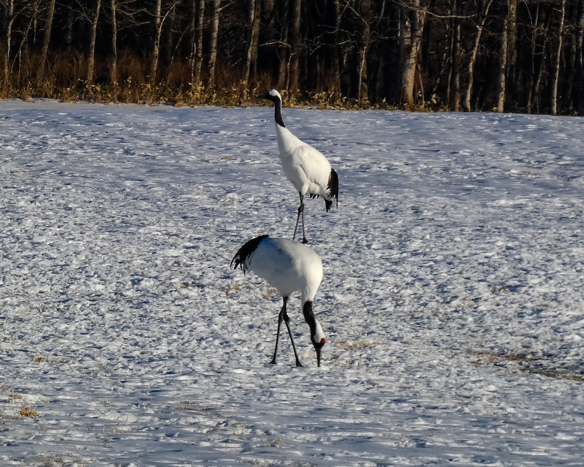 Журавель японський - ML647437154