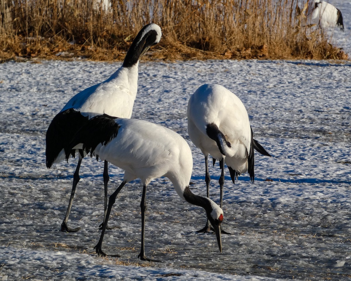 Журавель японський - ML647437155