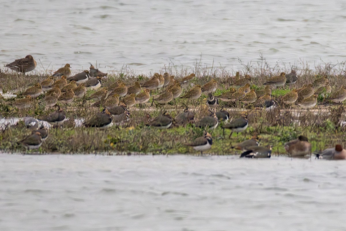 Сивка звичайна - ML647437164