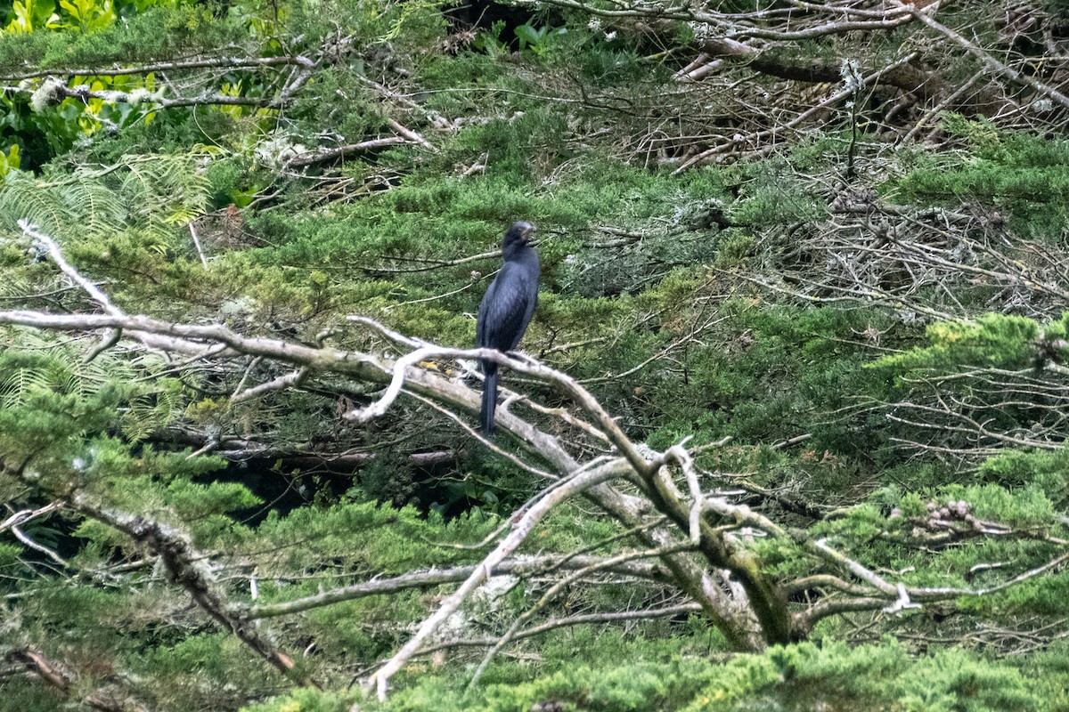 Little Pied Cormorant - ML647437188