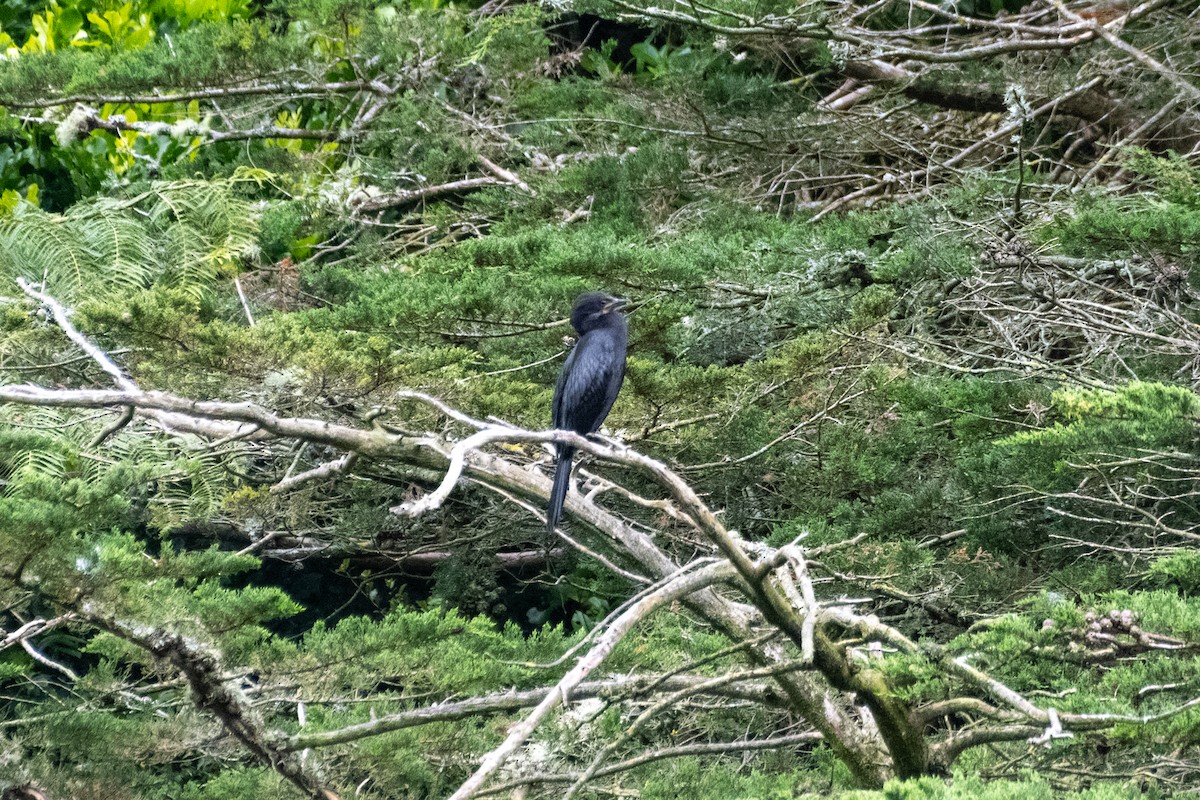 Little Pied Cormorant - ML647437189