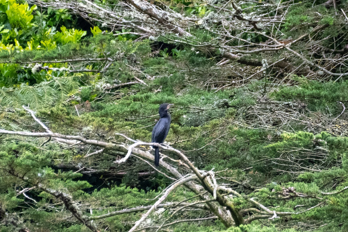 Little Pied Cormorant - ML647437190