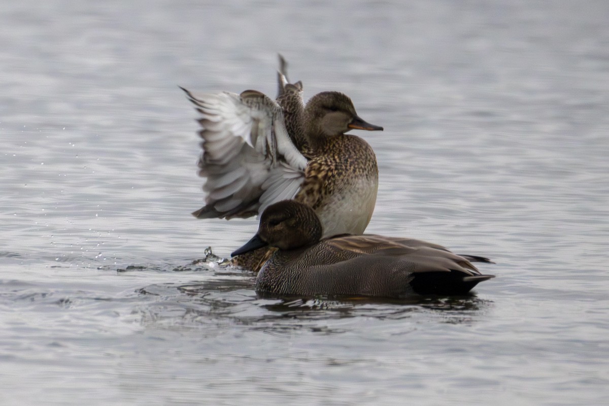 Gadwall - ML647437191