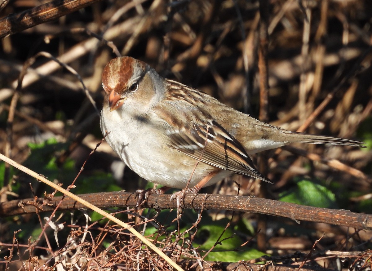 White-crowned Sparrow - ML647437200