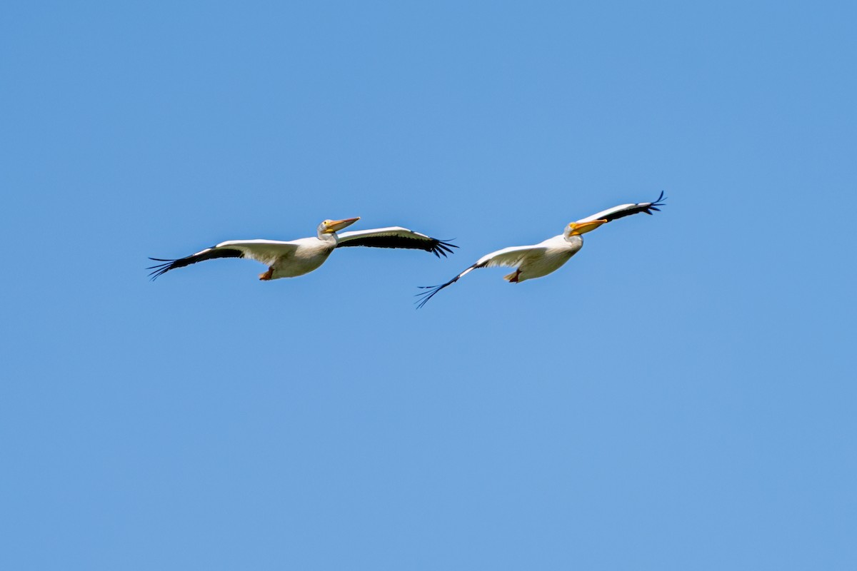 American White Pelican - ML647437210