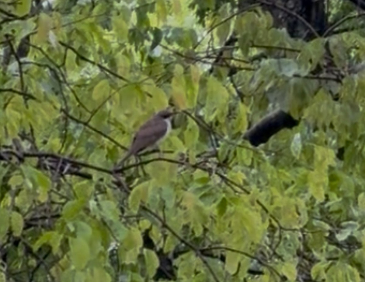 Yellow-billed Cuckoo - ML647437255