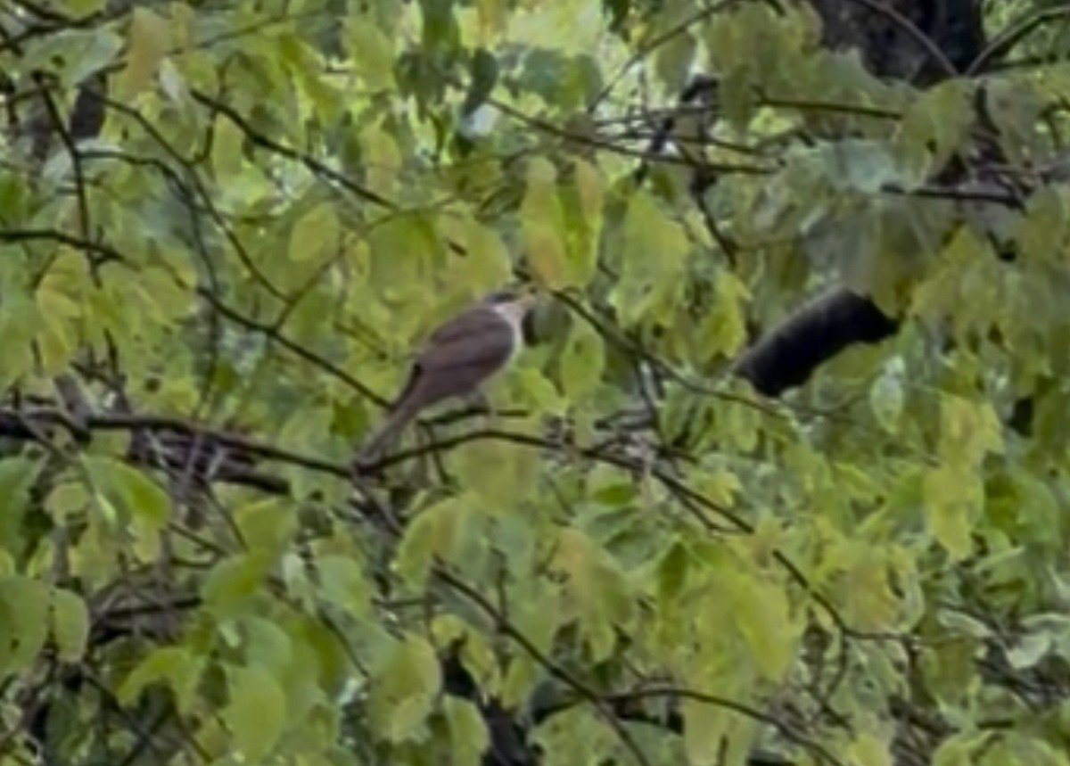 Yellow-billed Cuckoo - ML647437256