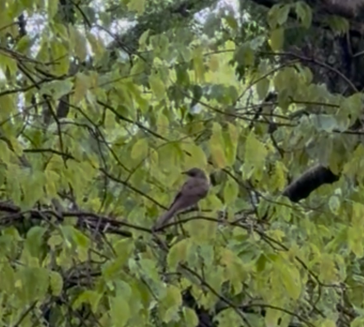Yellow-billed Cuckoo - ML647437257