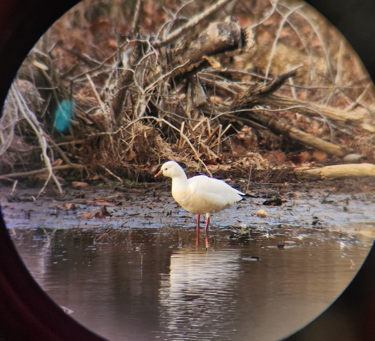 Ross's Goose - ML647437259