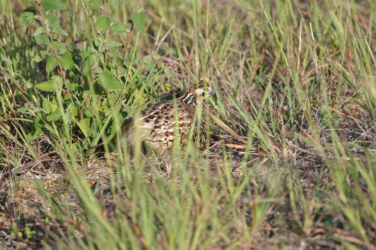 Crested Bobwhite - ML647437260
