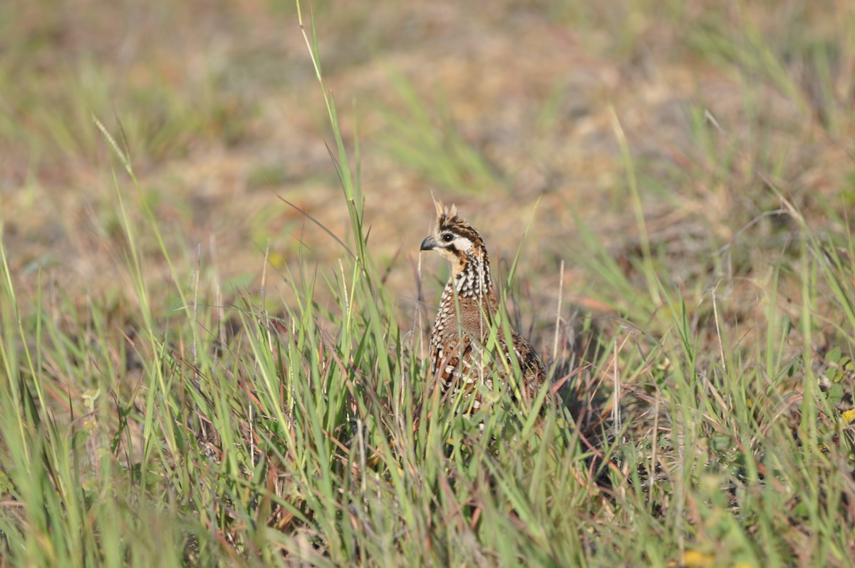 Crested Bobwhite - ML647437261