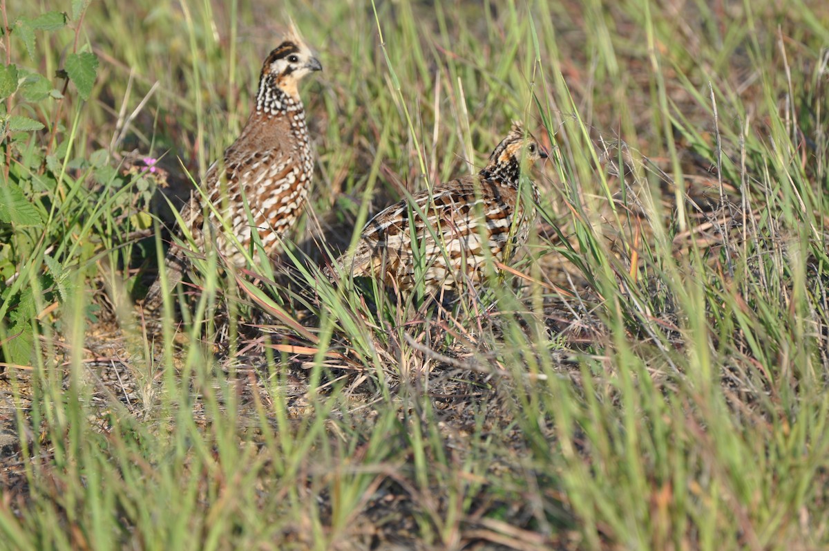 Crested Bobwhite - ML647437262