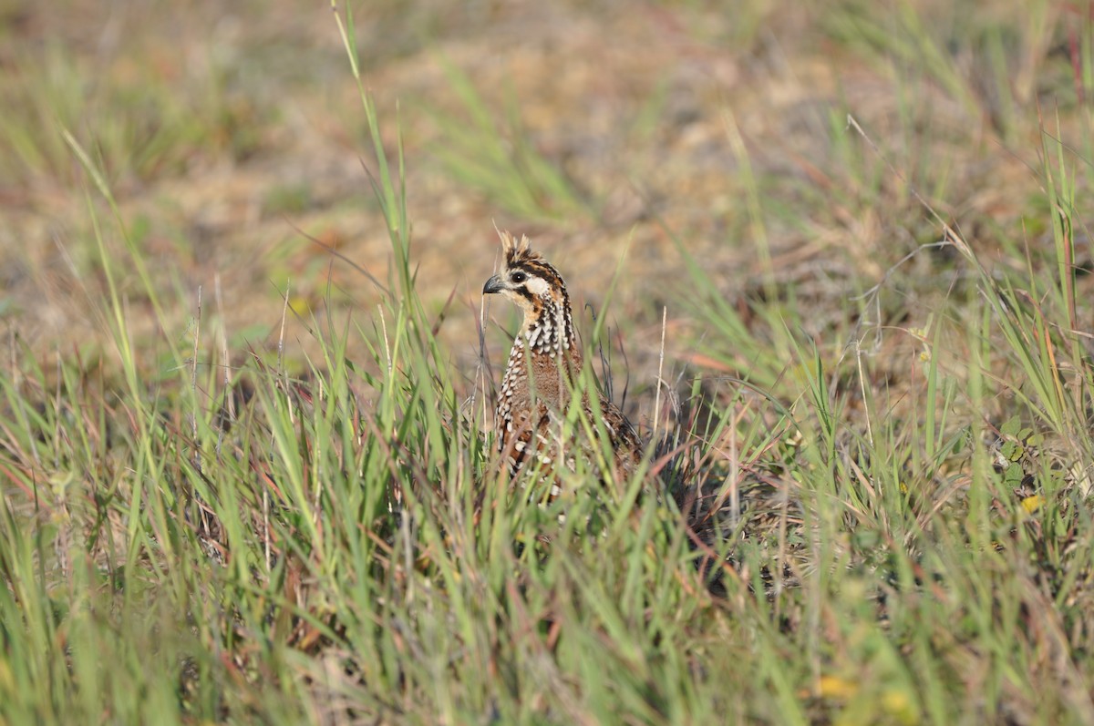 Crested Bobwhite - ML647437263