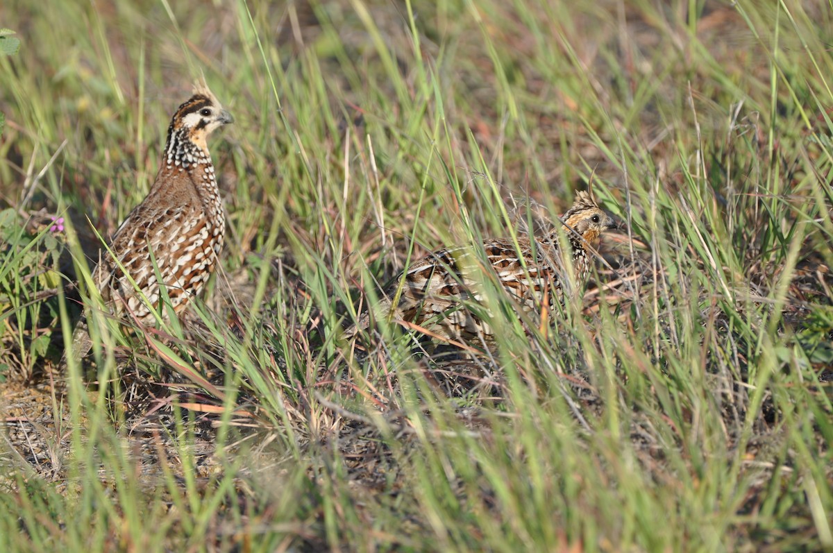 Crested Bobwhite - ML647437264