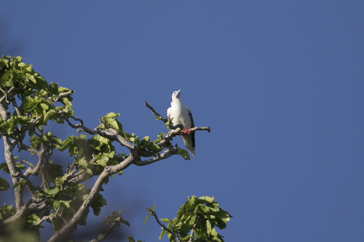 Сула червононога - ML647437266