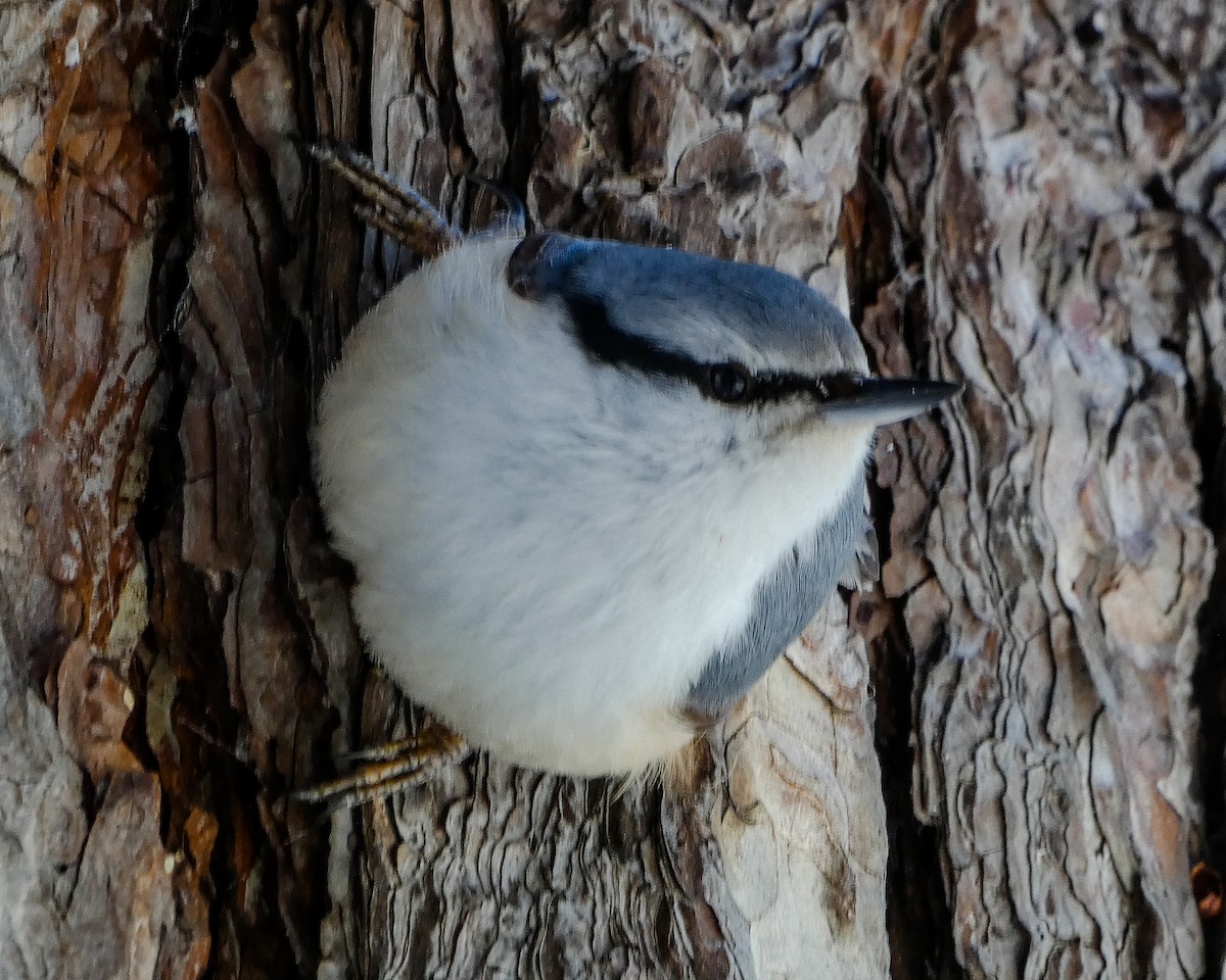 Повзик звичайний - ML647437267