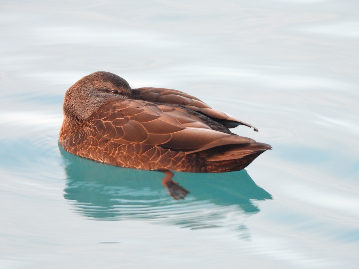 ברווז שחור אמריקני - ML647437270