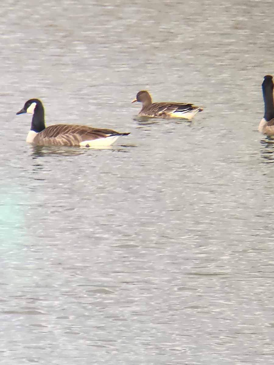 Greater White-fronted Goose - ML647437277