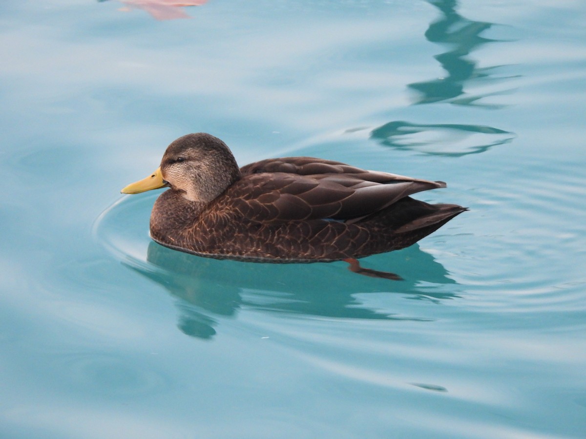 ברווז שחור אמריקני - ML647437281