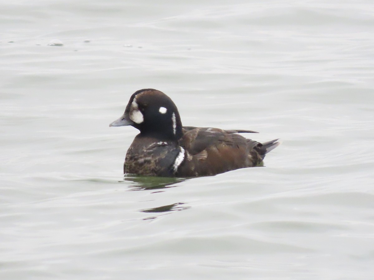 Harlequin Duck - ML647437289