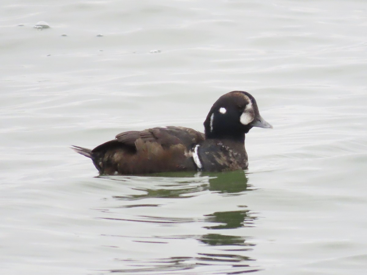Harlequin Duck - ML647437290
