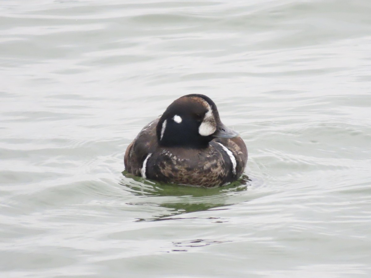 Harlequin Duck - ML647437294