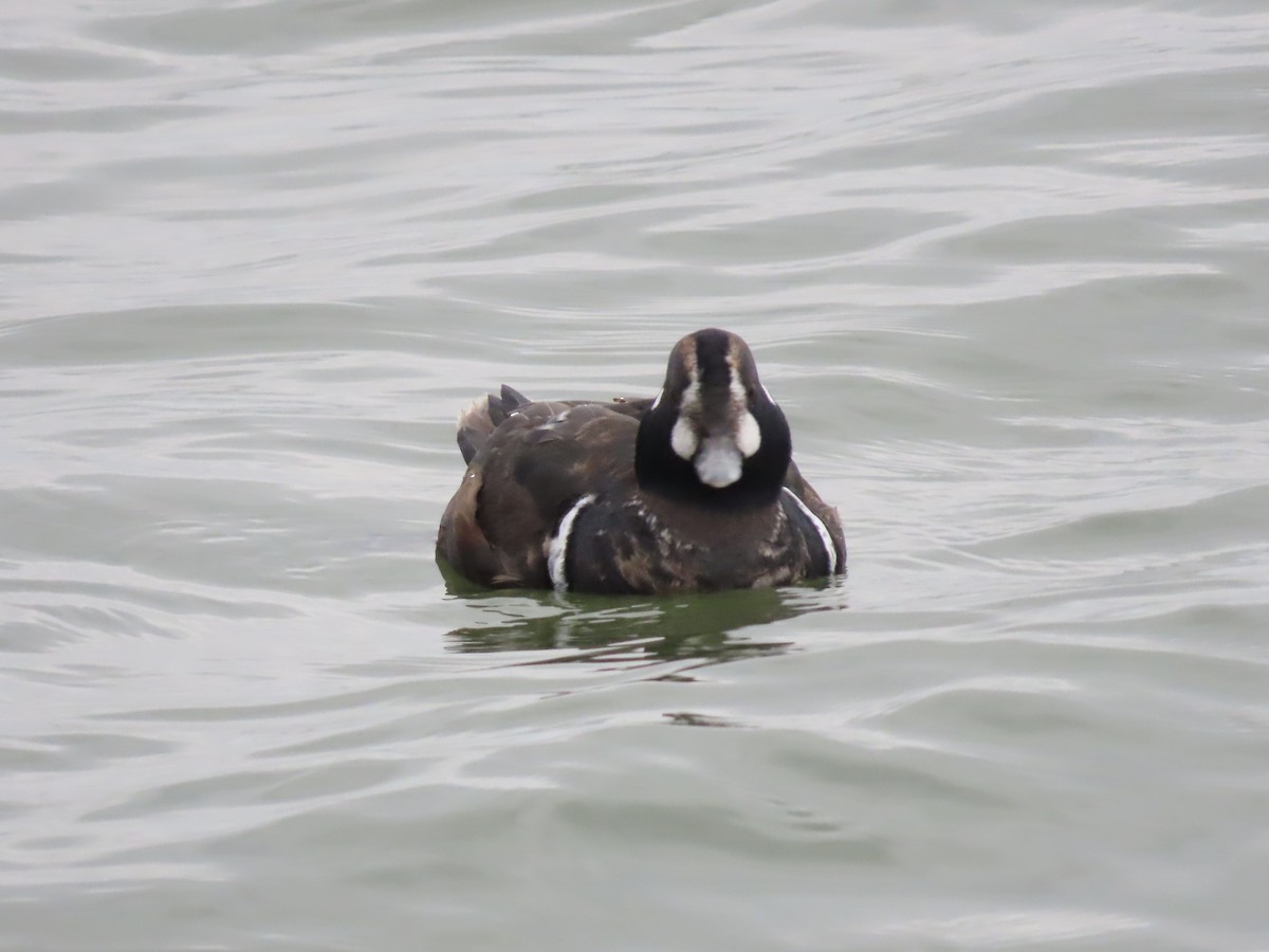 Harlequin Duck - ML647437296
