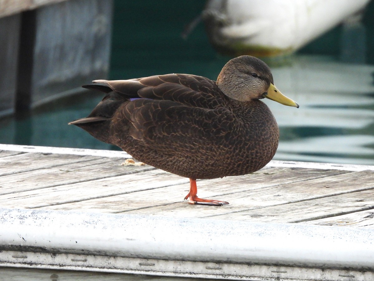 ברווז שחור אמריקני - ML647437299