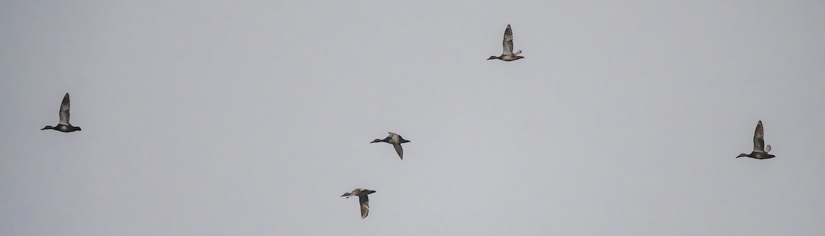 Gadwall - ML647437308