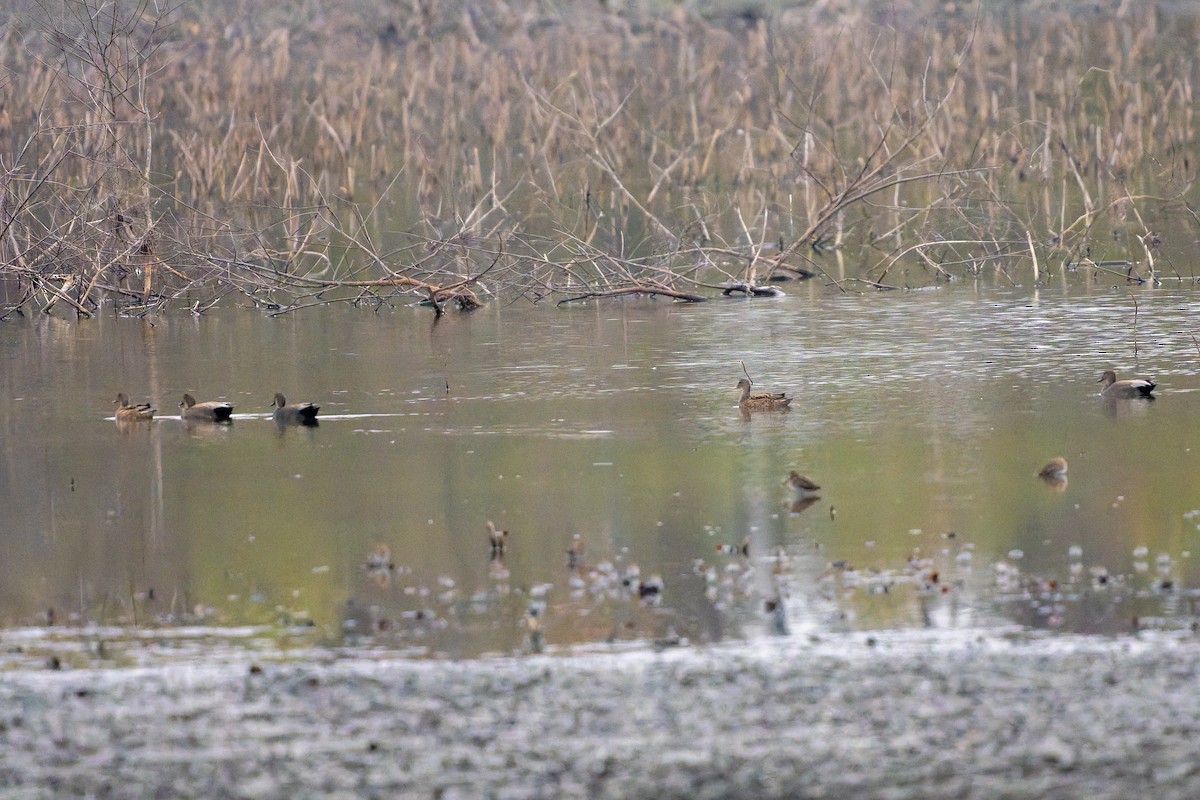 Gadwall - ML647437309