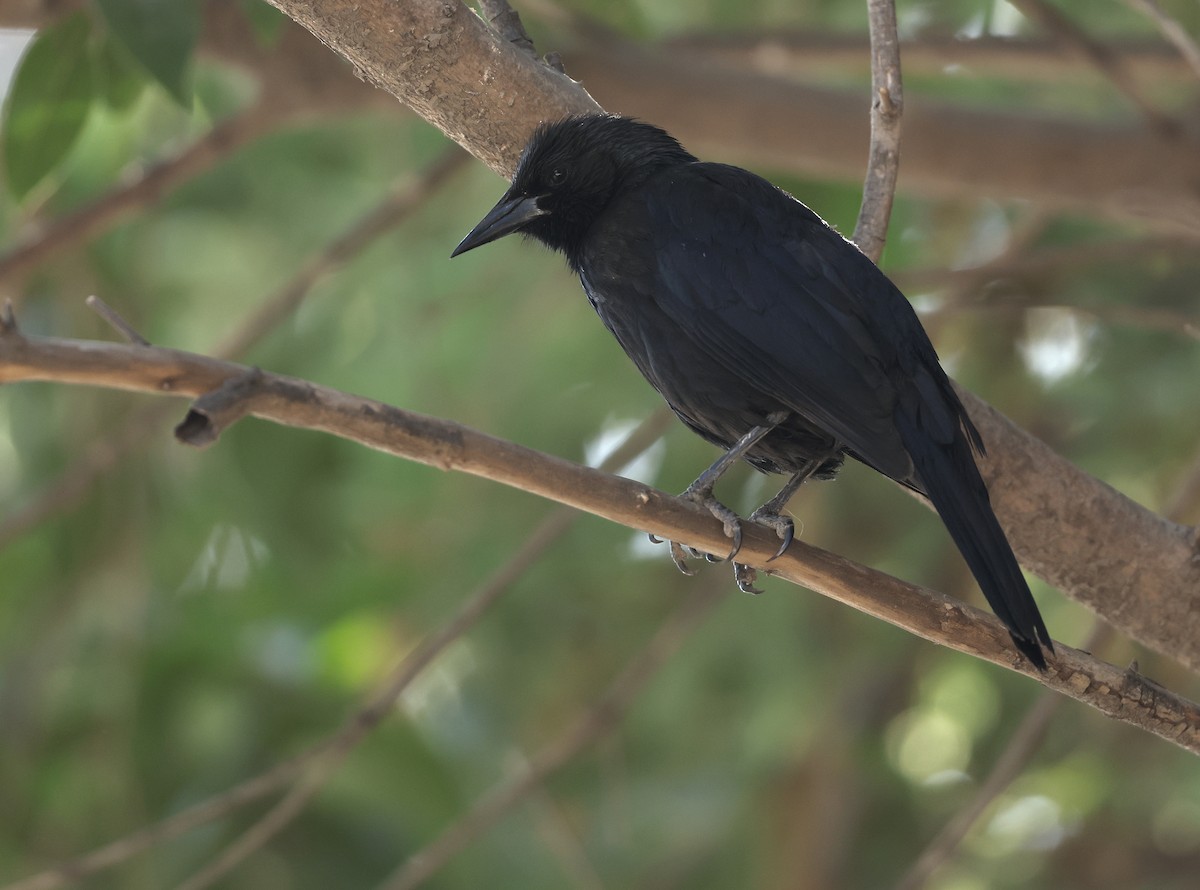 Austral Blackbird - ML647437311