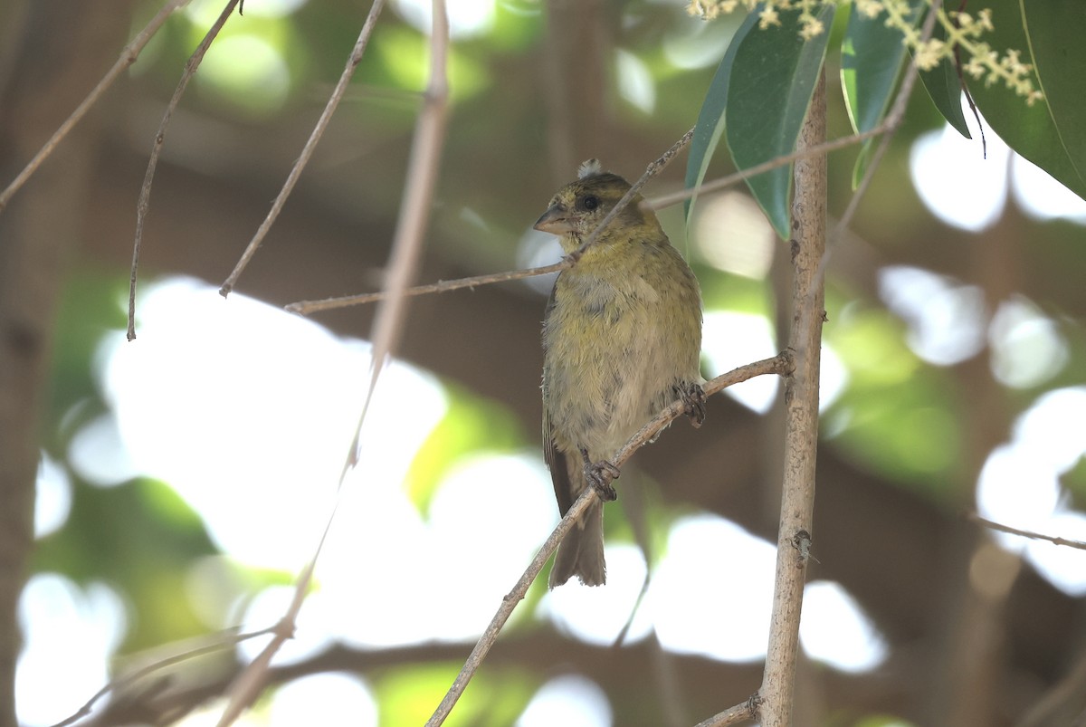 čížek vousatý - ML647437313