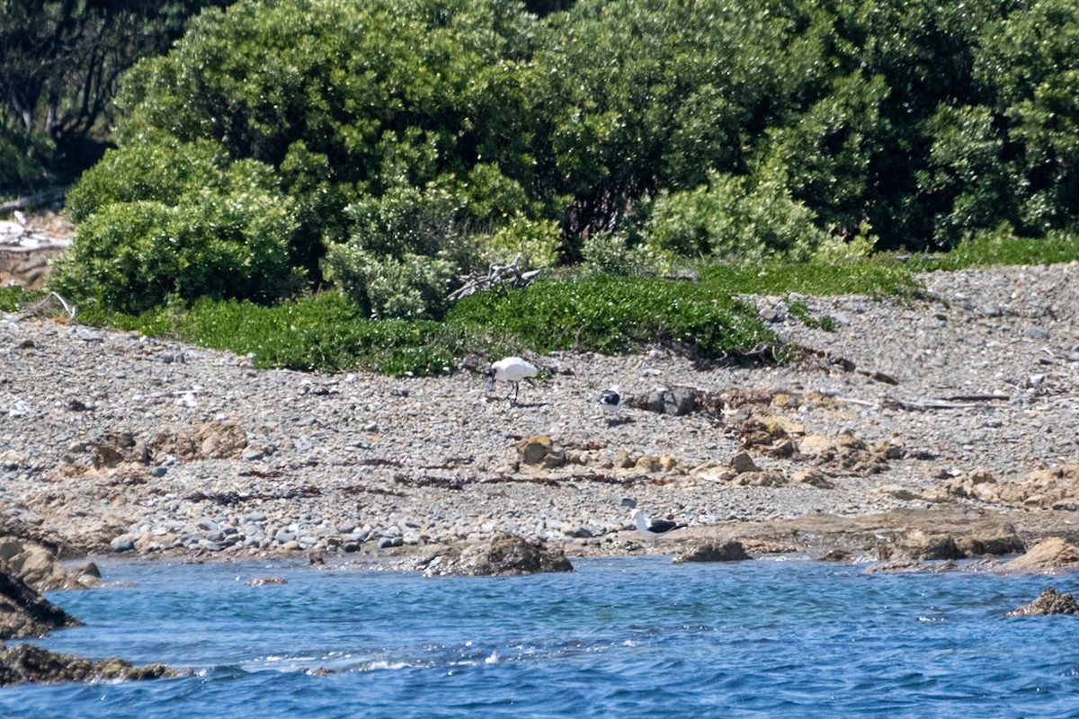 Kara Yüzlü Kaşıkçı - ML647437323