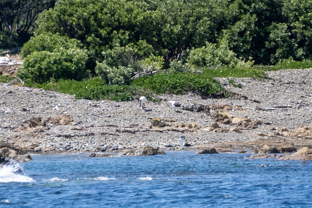 Kara Yüzlü Kaşıkçı - ML647437324