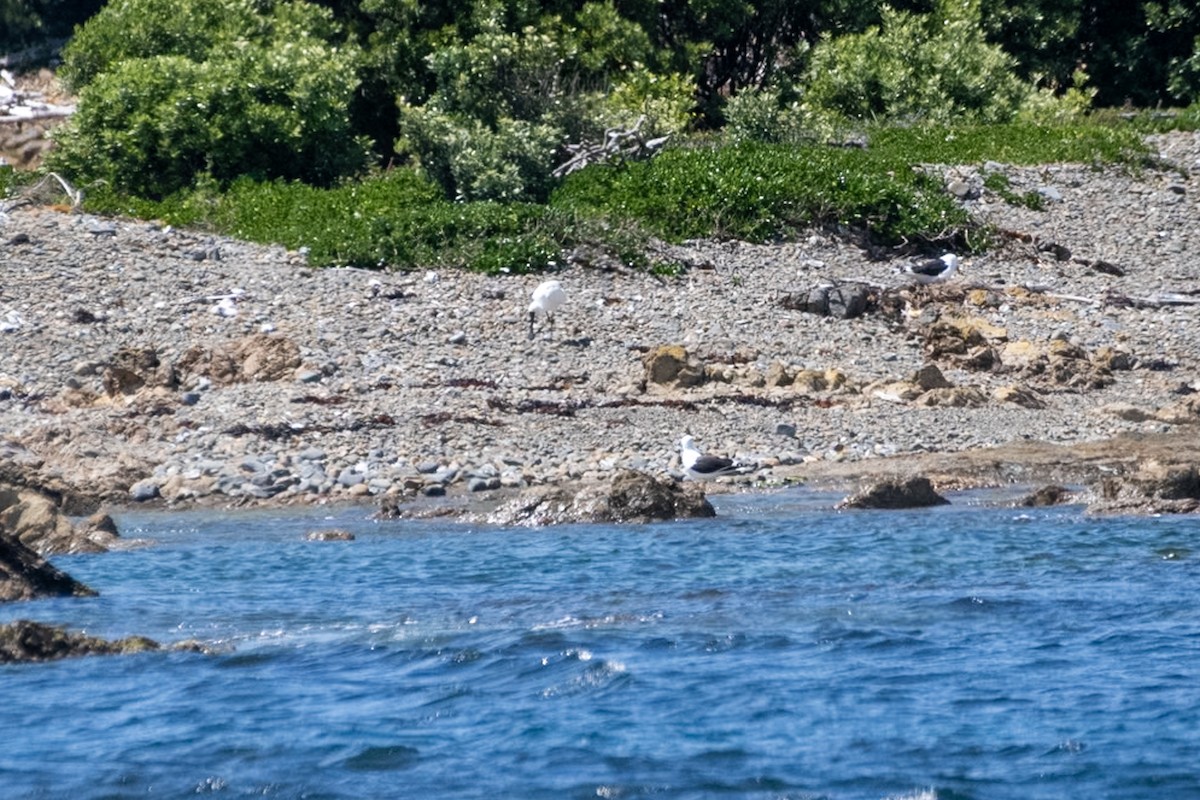 Kara Yüzlü Kaşıkçı - ML647437325