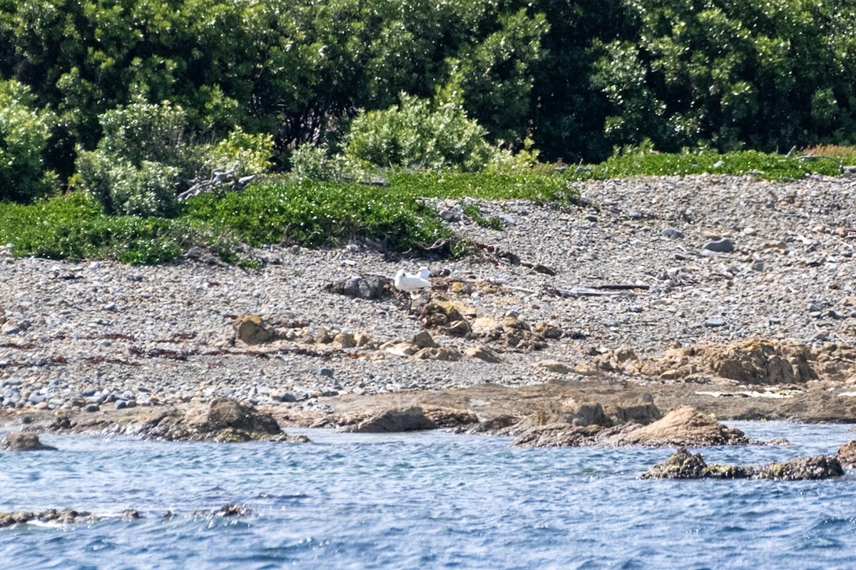 Kara Yüzlü Kaşıkçı - ML647437326