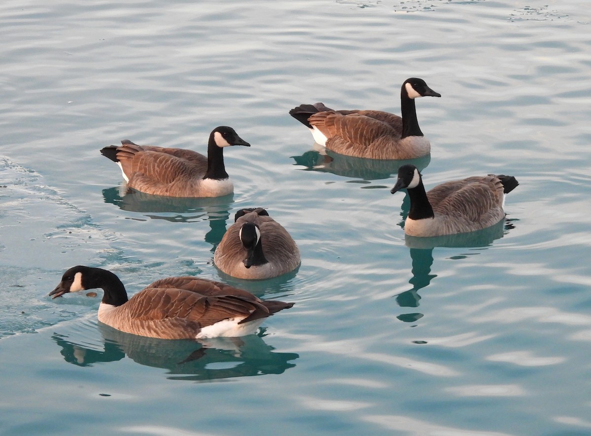 ברנטה קנדית - ML647437327