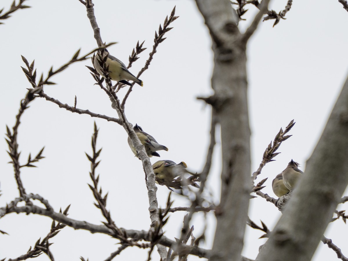 Buztanori amerikarra - ML647437328