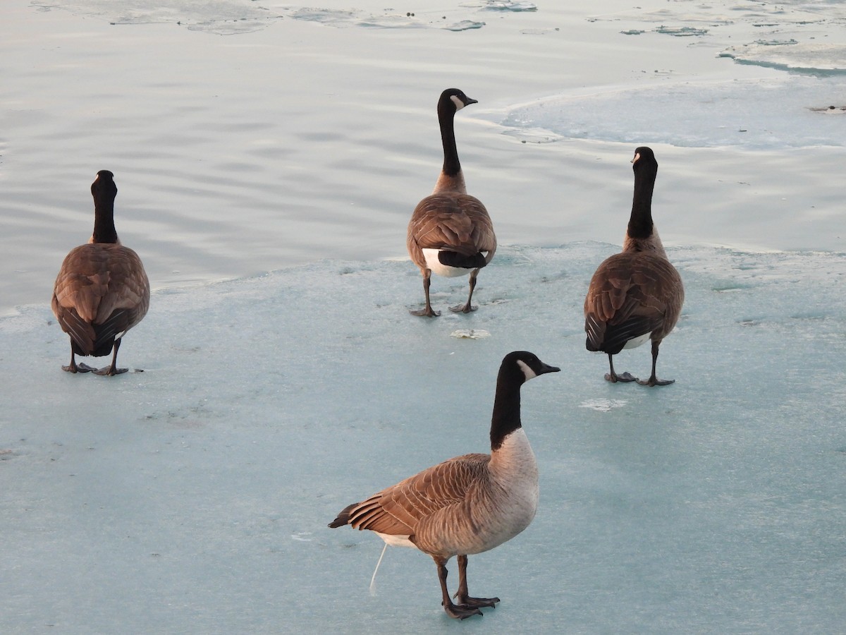 ברנטה קנדית - ML647437330