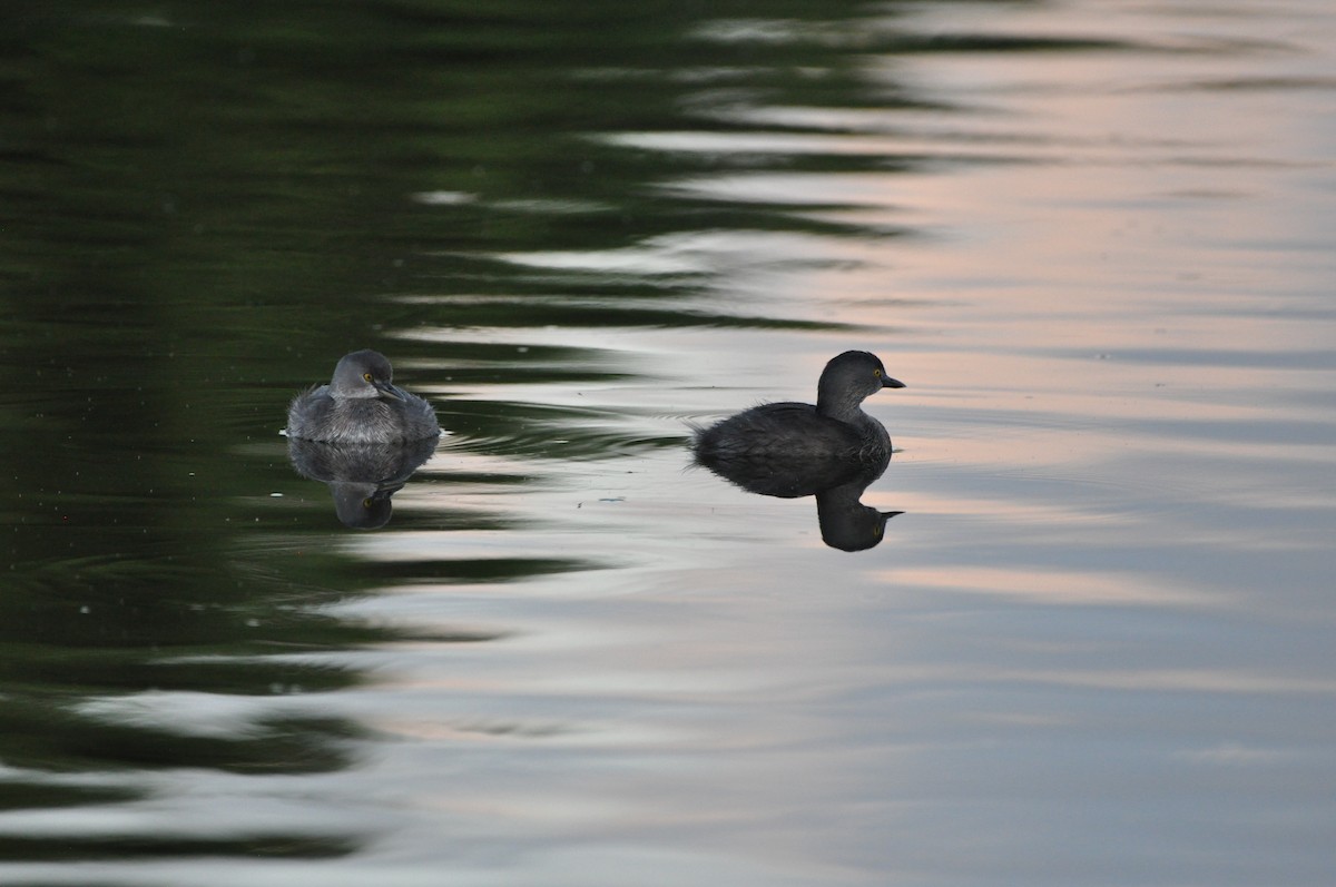 Least Grebe - ML647437331