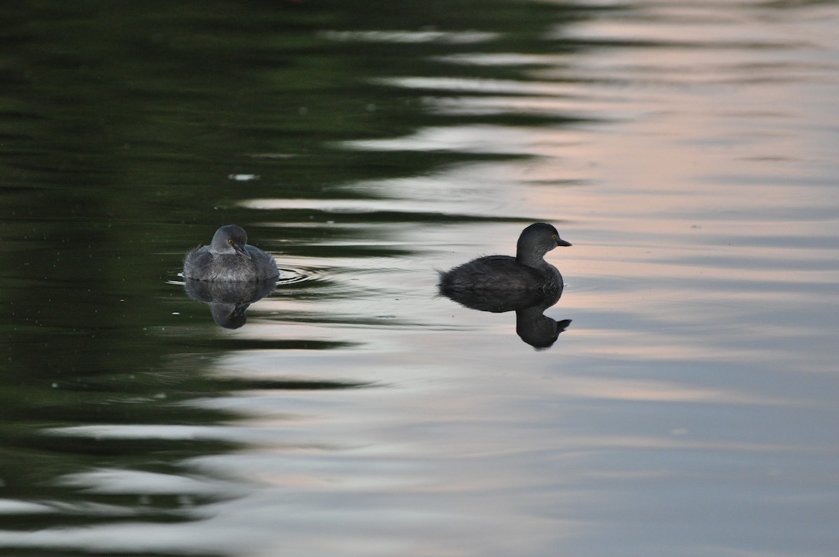 Least Grebe - ML647437332