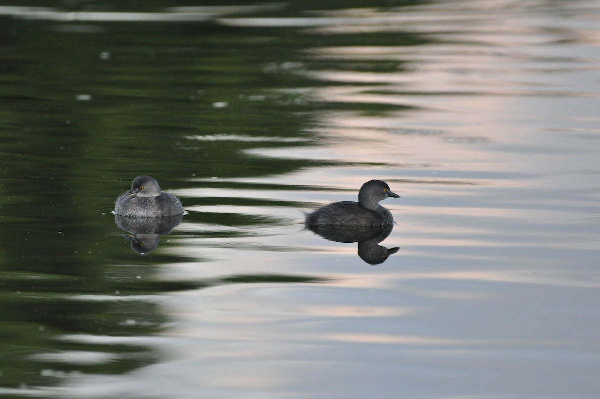 Least Grebe - ML647437333
