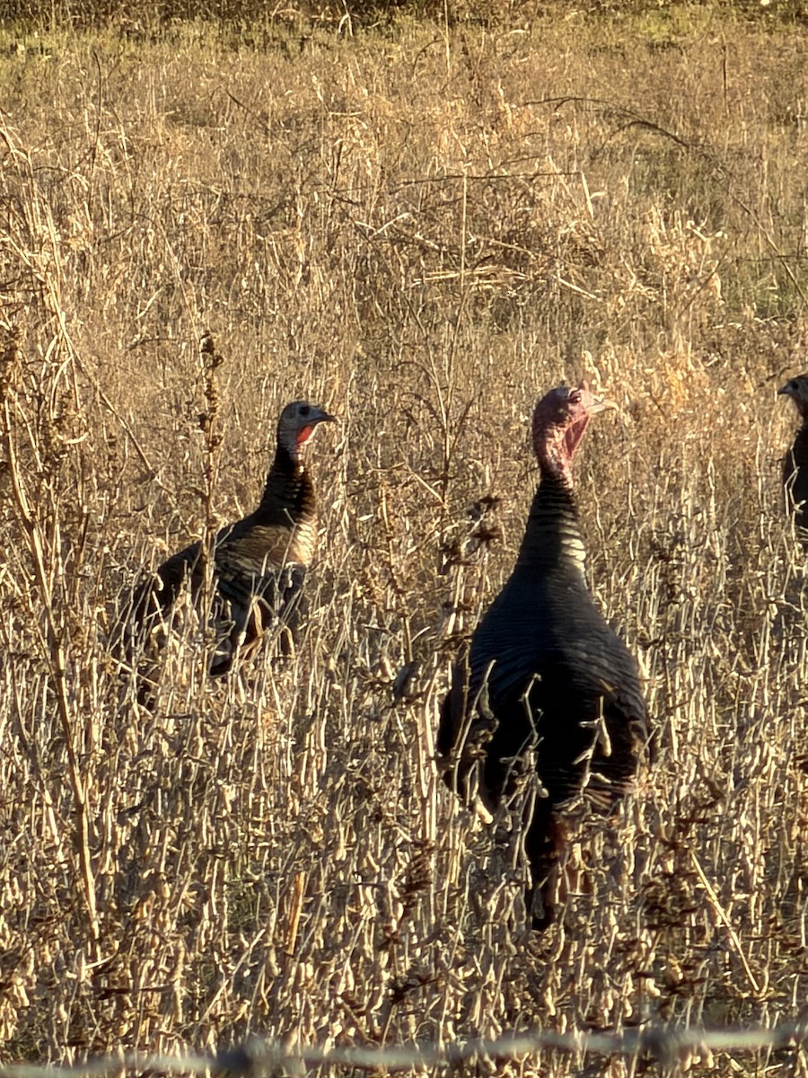 Guajolote Gallipavo - ML647437339