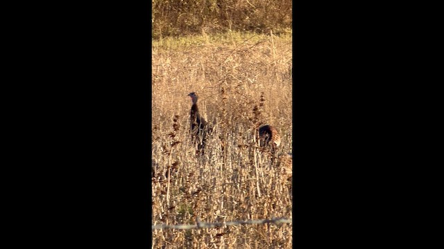 Guajolote Gallipavo - ML647437340