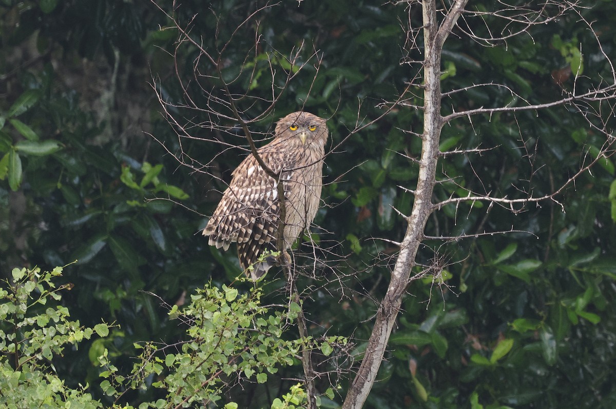 Búho Pescador de Sri Lanka - ML647437350