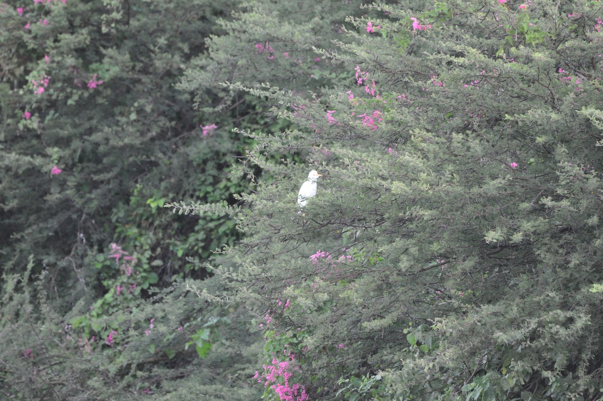 Western Cattle-Egret - ML647437375