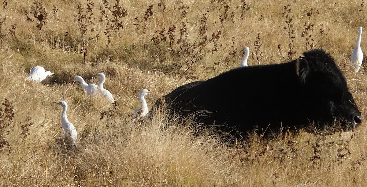 Western Cattle-Egret - ML647437376