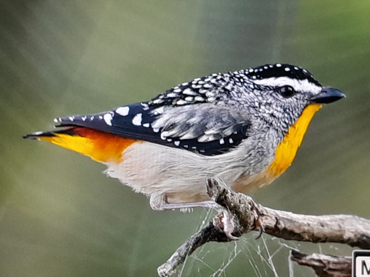 Spotted Pardalote - ML647437377