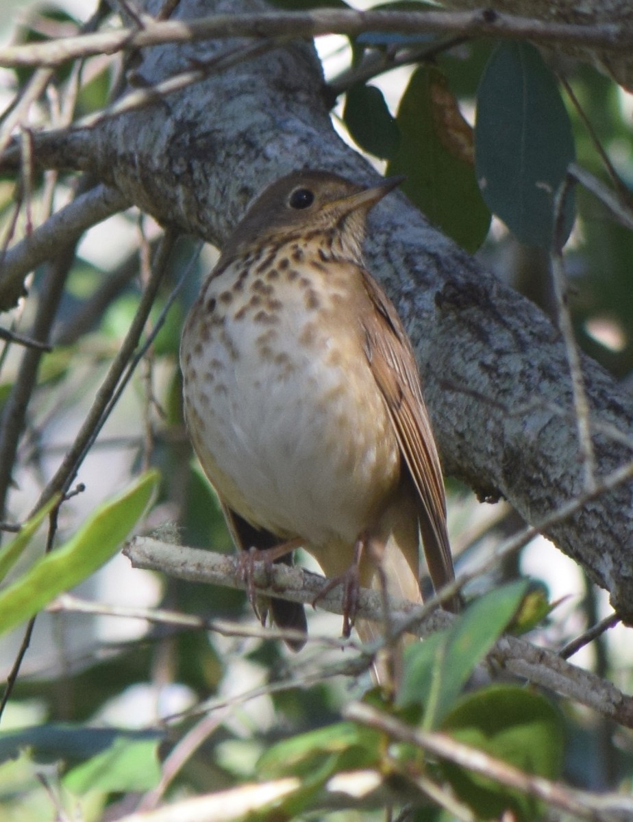 Hermit Thrush - ML647437380